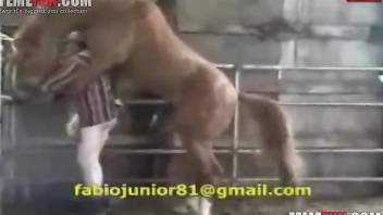 Oversized horse penis ruins a guy's butthole