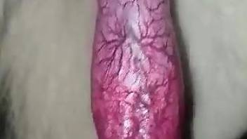 Dog proudly showcasing its red and veiny penis