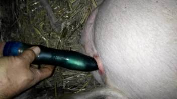 Horny pig getting fucked by a makeshift dildo