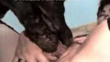 Sexy matures showing their skills on sucking big dog cocks
