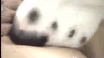 Spotted dog deepthroats a alluring ginger woman on film