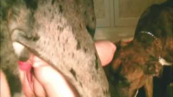 Massive Great Dane pounds the lady's pussy and ejaculates inside her