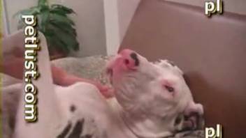 Hot guy skewers a beast's cunt with his dick