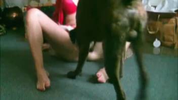 Massive Great Dane bangs stunning lady's cunt in homemade adult video