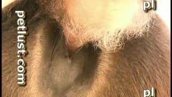 Aroused guys recorded having sex with farm animals