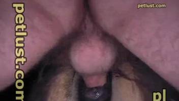 Mare's wet slit getting screwed by a horny dude
