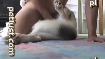 Man fucks the dog in the pussy until the last drop of cum