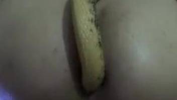 Close-up anal play with a really sexy slithering snake