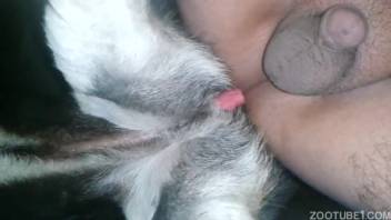 Guy relishes a solid anal banging with his animal buddy