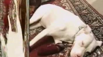 Promiscuous woman services the dog's penis orally in a full explicit session.