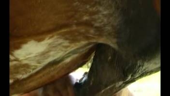 Intense desire for enormous equine penis in homemade erotic encounters