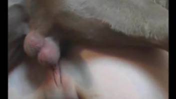 Doggy style dog porn for a naked blonde with tight pussy