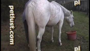 Homosexual male relishes anal intercourse with a horse in domestic bestiality