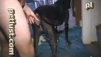 Man deep fucks his dog after posing naked on cam