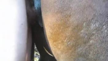 Guy aggressively screws mare in her vagina while recording himself