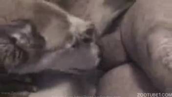 Guy brutally screws his canine in a savage live cam bedroom session