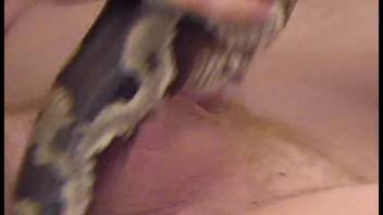 Guy bangs a chubby slut and their hot serpent as well