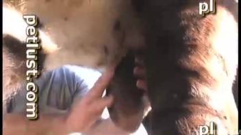 Lustful rancher yearns for the aroused bull's huge cock