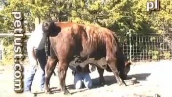 Dude's hard cock used to pleasure a very sexy cow