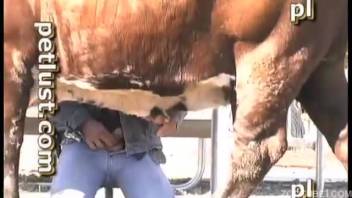 Guy's stiff dick employed to satisfy an extremely alluring cow