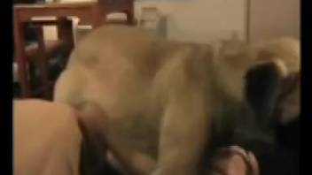 Aroused dog mounts the snug bitch after she pleasures herself