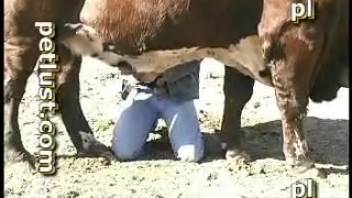 Guy prepares to mess around with this beast's private parts