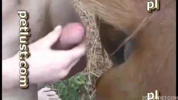 Guy can't quit screwing horse pussies on video