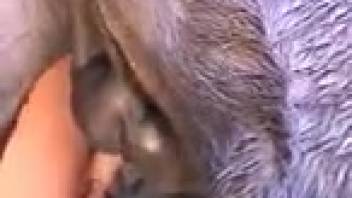 Stallion and Woman Adult Film