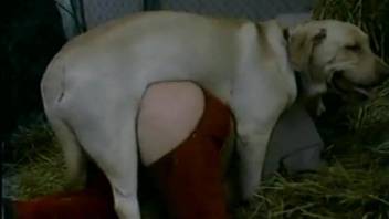 Aroused female feels entire dog cock into her snatch