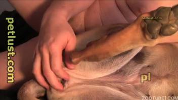 Homosexual guy craves to roughly screw his dog and ejaculate inside