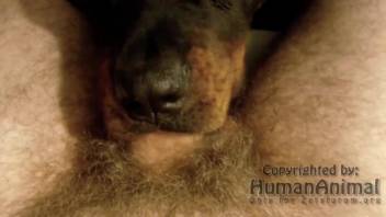 Dude shoves his hairy dick in a dog's mouth in POV