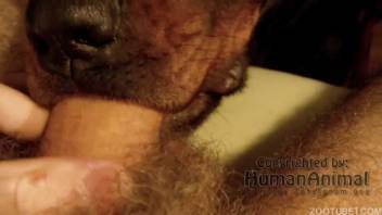 Canine tongues guy's penis and triggers massive climax ultimately
