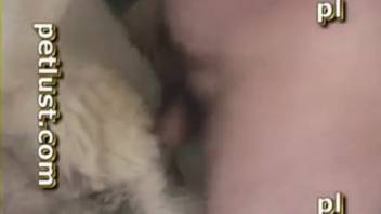 Bare guy savors the excitement of a canine lapping at his stiff penis