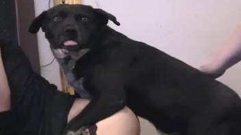 Slut in provocative underwear, amateur beastiality on webcam with a canine