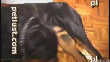 Ebony canine anally penetrates homosexual male following oral stimulation of his penis