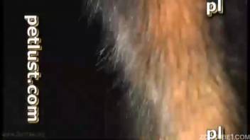 Aroused guy with a furry backside gets pounded by a canine