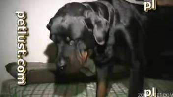 Bearded asshole guy penetrates a shaggy creature's rear hole