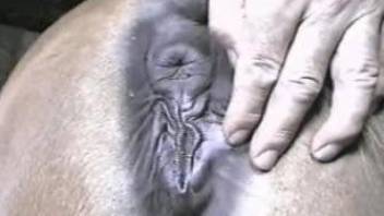 Horny dude warms up in the horse's tight vagina and ass