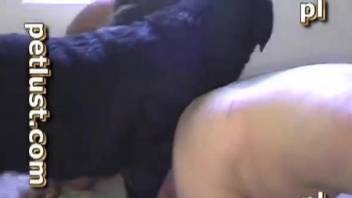 Naked man gagged by the dog dick in advance to being anal fucked