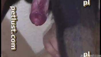 Guy with an extremely erect penis jerking a canine cock
