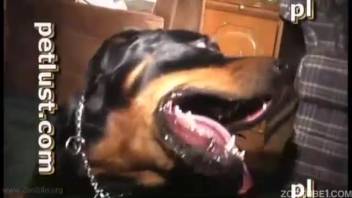 Homosexual young man tongues extended canine penis before bestiality anal sex