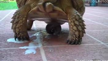 Horny dude wants to get his hands on this turtle's cock
