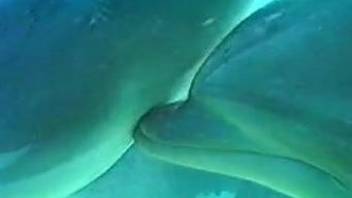 Underwater seduction for a man in love with marine mammals