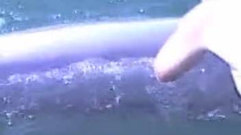 Man digitally penetrates dolphin and becomes extremely excited