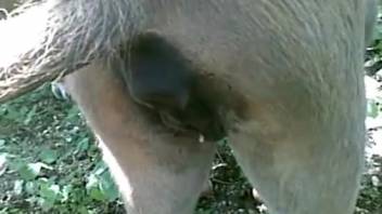Aroused guy films himself screwing a female dog