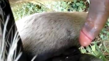 Snug female horse vagina being loaded with new semen
