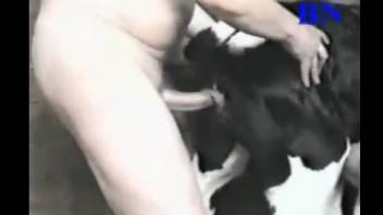 A guy pounds a young calf and savors the ultimate bestiality rush