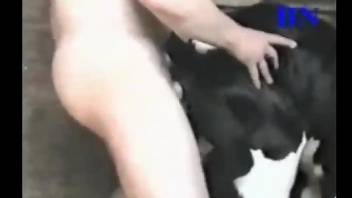 Man fucks baby veal and enjoys the ultimate zoophilia thrill