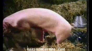 Youthful fair-haired woman in traditional bestiality videos involving a pig