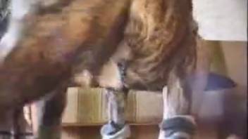 Expectant hottie with an unshaven pussy screwing a perverted mutt